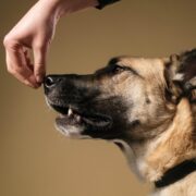 Como escolher a ração ideal para o meu cão ?