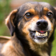 Cães com reatividade a outros cães