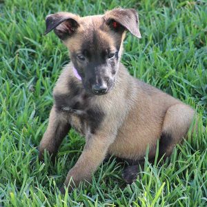 ninhada de pastor belga malinois criação pastor belga