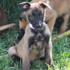 ninhada de pastor belga malinois criação pastor belga