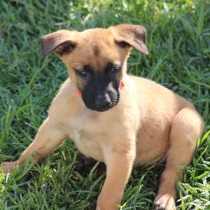 ninhada de pastor belga malinois criação pastor belga