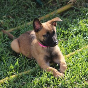 ninhada de pastor belga malinois criação pastor belga