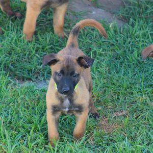 ninhada de pastor belga malinois criação pastor belga