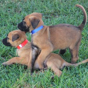 ninhada de pastor belga malinois criação pastor belga