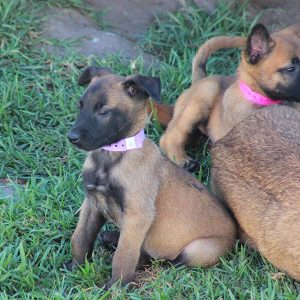 ninhada de pastor belga malinois criação pastor belga