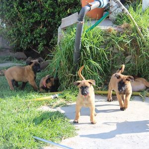 ninhada de pastor belga malinois