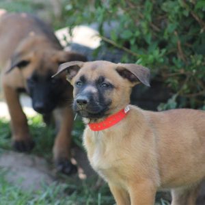 pastor belgas malinois criação