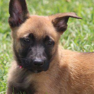 pastor belgas malinois criação