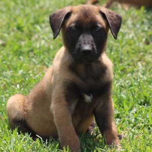 pastor belgas malinois criação