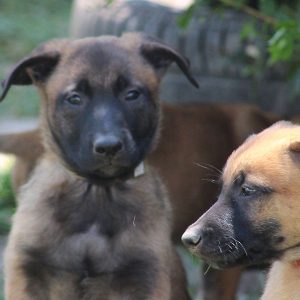 pastor belgas malinois criação