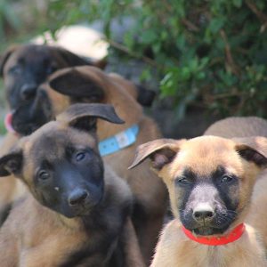 pastor belgas malinois criação