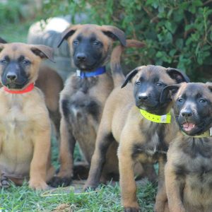 pastor belgas malinois criação