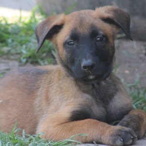 pastor belgas malinois criação