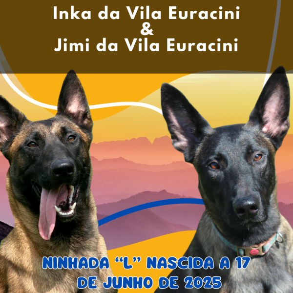 ninhada de pastores belgas nascida a 17 de junho 2025