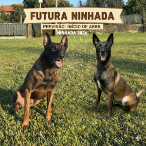 ninhada malinois 2026