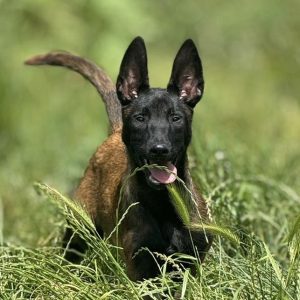 Cachorra Pastor Belga Malinois